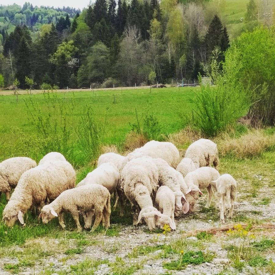 Kwatera u Somsiada Muszyna Bagian luar foto